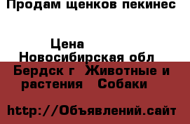 Продам щенков пекинес › Цена ­ 6 000 - Новосибирская обл., Бердск г. Животные и растения » Собаки   